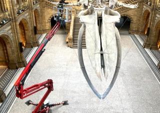Podnośniki koszowe przegubowe Gąsienicowe, przegubowe podnośniki koszowe Hinowa Lightlift 17.75 Performance IIIS MK3
