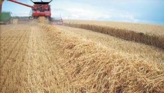 Kombajny zbożowe Case IH Axial Flow 8120
