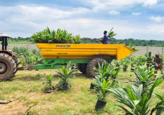 Technologia transportu Wywrotki Joskin TRANS-PALM 4500/7C65