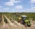 Traktory z napędem 4WD Claas Nexos 220 VE