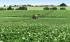 Opryskiwacze zaczepiane John Deere M952