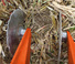 Spulchniacze Kubota CU3300CD APT