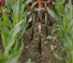 Spulchniacze Maschio HP-4