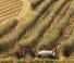 Traktory z napędem 4WD Case IH Quantum 80 CL Rops