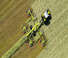 Zgrabiarki rotorowe Claas Liner 4700 Trend 