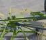 Zgrabiarki rotorowe Krone Swadro TC 760